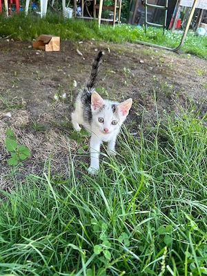 Kleine Katze sucht ihre Familie 