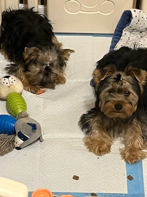Yorkshire Terrier zu  verkaufen 