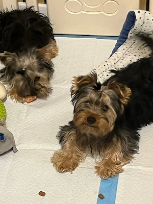 Yorkshire Terrier zu  verkaufen 