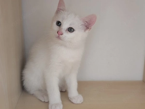    Vier zuckersüße Katzenbabys suchen ein liebevolles Zuhause   
