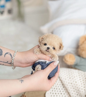 Mini-Maltipoo-Welpe zur Adoption 