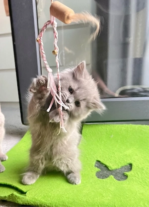 Besonderes BKH Kitten - mittellange Smoke-Dame