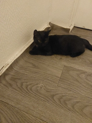 schwarze Katze 