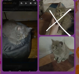 Kitten ab SOFORT 