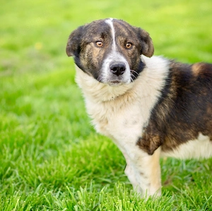  Levi, PS 52249 Eschweiler, ein aktiver, intelligenter und charakterstarker Hund  Bild 6