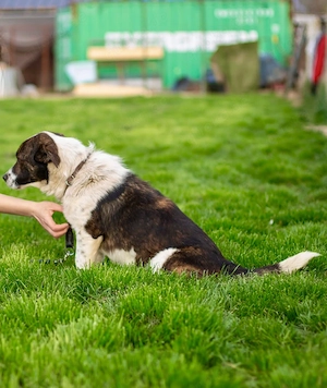  Levi, PS 52249 Eschweiler, ein aktiver, intelligenter und charakterstarker Hund  Bild 3