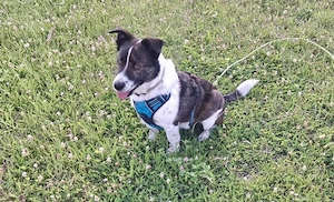  Levi, PS 52249 Eschweiler, ein aktiver, intelligenter und charakterstarker Hund  Bild 2
