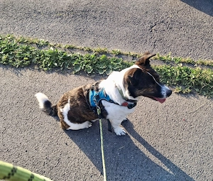  Levi, PS 52249 Eschweiler, ein aktiver, intelligenter und charakterstarker Hund  Bild 4