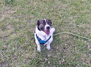  Levi, PS 52249 Eschweiler, ein aktiver, intelligenter und charakterstarker Hund  Bild 7
