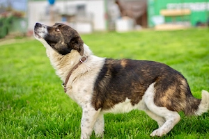  Levi, PS 52249 Eschweiler, ein aktiver, intelligenter und charakterstarker Hund  Bild 5