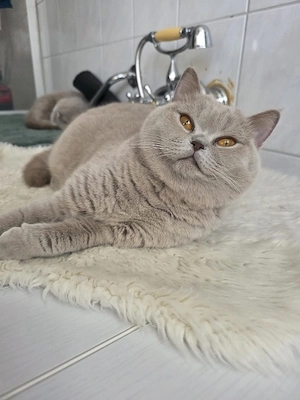 BKH Katze Lilac jung abzugeben  !!