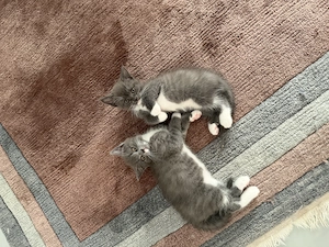 2x Katzenbabys abzugeben