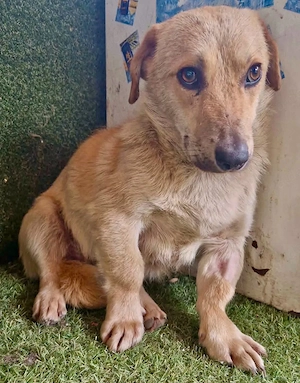 Chaplin   kleiner Hundemann sucht sein großes Glück