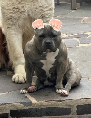 American Pocket Bully's