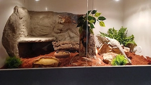 Bartagame Pogona Vitticeps