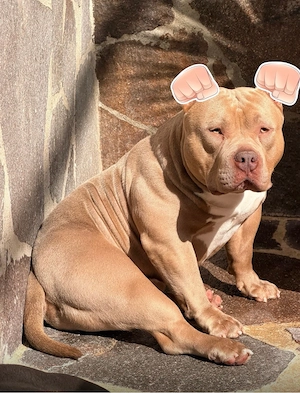 American Bully 