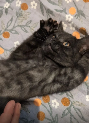 Eine zuckersüße BKH-Kitten schon bereit zur Abgabe 