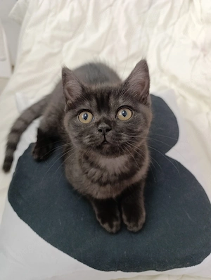 Eine zuckersüße BKH-Kitten schon bereit zur Abgabe 