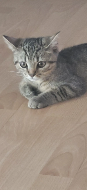 Reinrassige BKH kitte 