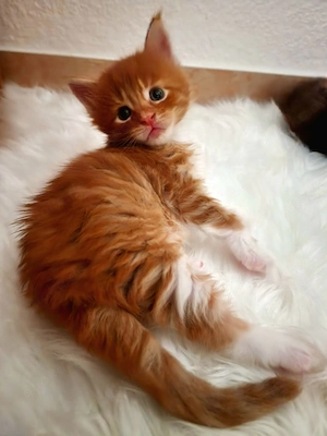 Main Coon Kitten mit Stammbaum
