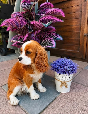 Cavalier King Charles Spaniel Hündin