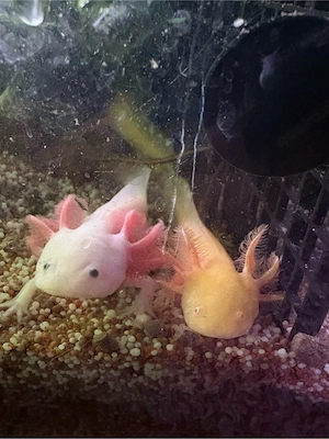 3 Böcke und einige hübsche Jungtiere 
