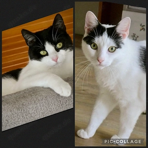 Zelda und Reyna: Doppeltes Glück sucht gemeinsames Zuhause