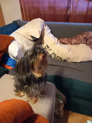 Mini Yorkshire Terrier zu verkaufen 