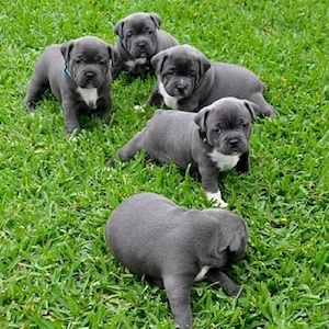 Amerikanische Staffordshire Terrier Welpen Blaue Linie