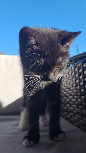 Süßer schwarzer  Kater sucht ein liebevolles Zuhause