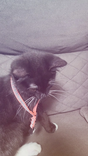 Süßer schwarzer  Kater sucht ein liebevolles Zuhause