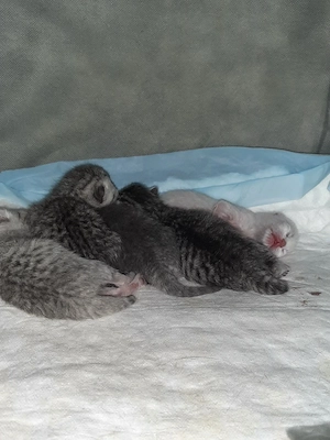 BKH-Kitten suchen später ein neues Zuhause   