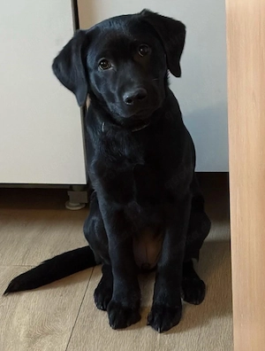 labrador hündin 