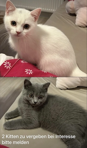 1 weiße und 1 graue BKH Kitten abzugeben 