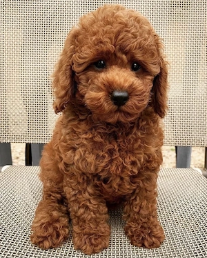 mini toy pudel 1 jahr alt 