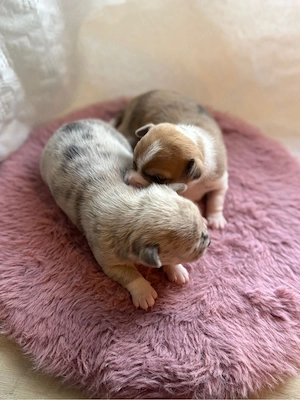Wunderschöne Chihuahua Rüden suchen ein zu Hause! 
