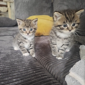 BKH Kitten