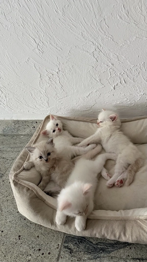 Seltene Creme Point Ragdoll Kitten suchen ihr Für-Immer-Zuhause