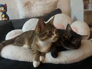 Europäische Kurzhaar Katze