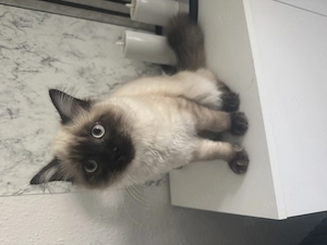 2 Kitten Brüder abzugeben 