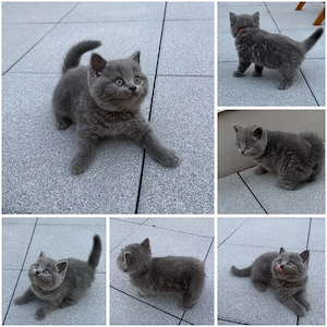 Britisch kurzhaar Kitten BKH Kätzchen 