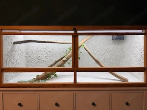 Terrarium mit Kornnatter