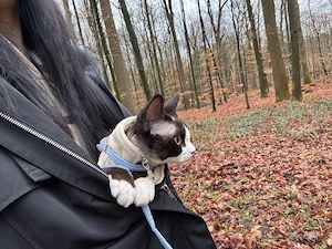 Liebevoller Kater sucht neues Zuhause