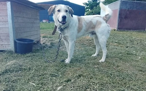 Pacco sucht ein liebevolles Zuhause