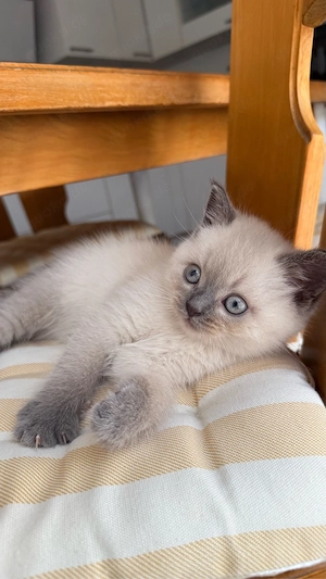 Zwei wunderschöne Blue-Point-Katerchen zu verkaufen