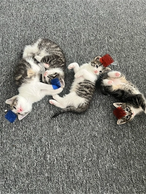 4 neugeborene Kitten