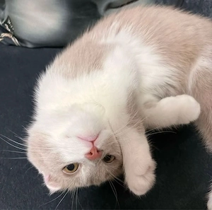 Süßer BKH Mix sucht neues Zuhause