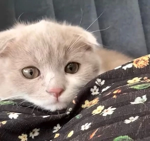 Süßer BKH Mix sucht neues Zuhause