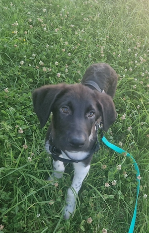 Eddy, 4 Monate, lieb, wird ca 55-65 cm