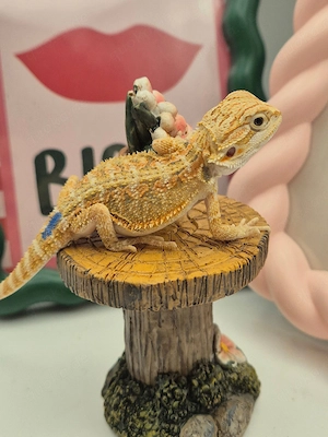 hypo citrus NZ bartagame 